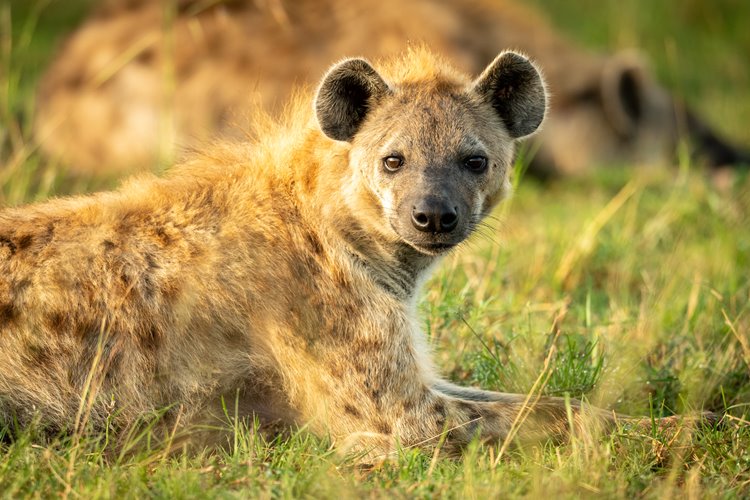 1920's Cottar's Safari Camp en Masai Mara