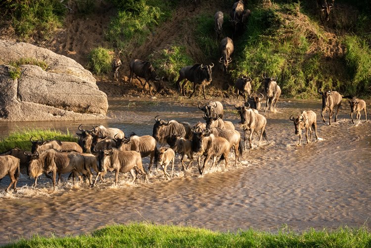 1920's Cottar's Safari Camp en Masai Mara