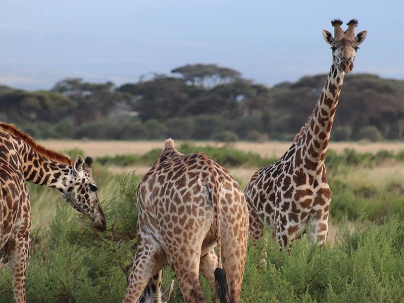 Elewana Tortilis Camp en Amboseli