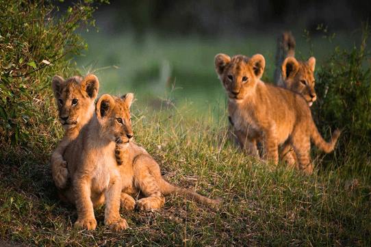 Elewana Tortilis Camp en Amboseli