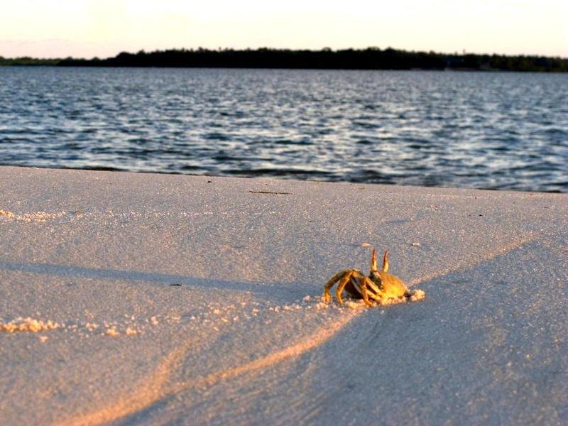 Chole Mjini en mafia island