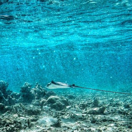 Dusit Thani Maldives en Baa Atoll