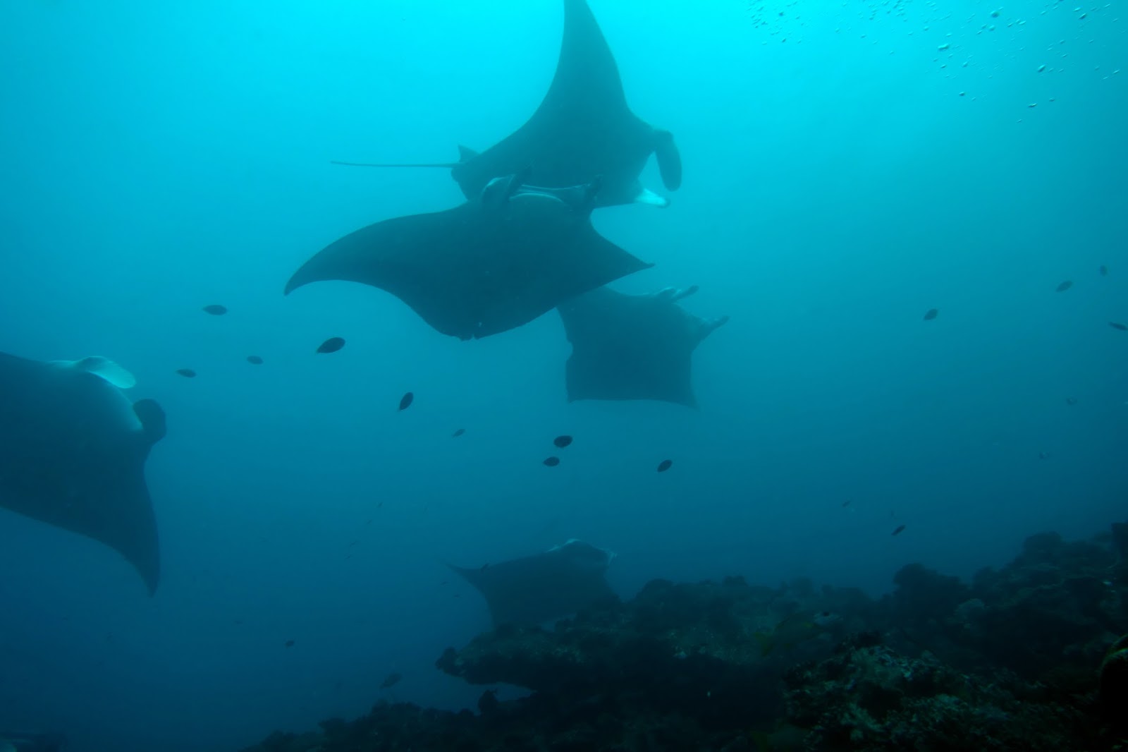 Gili Lankanfushi Maldives en North Male Atoll
