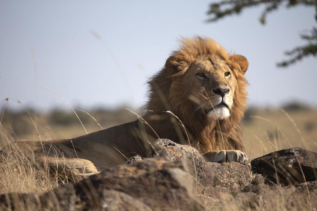 Offbeat Mara Camp en Masai Mara