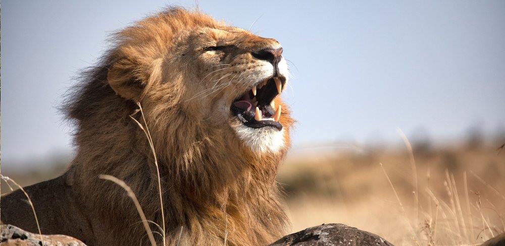 Offbeat Mara Camp en Masai Mara