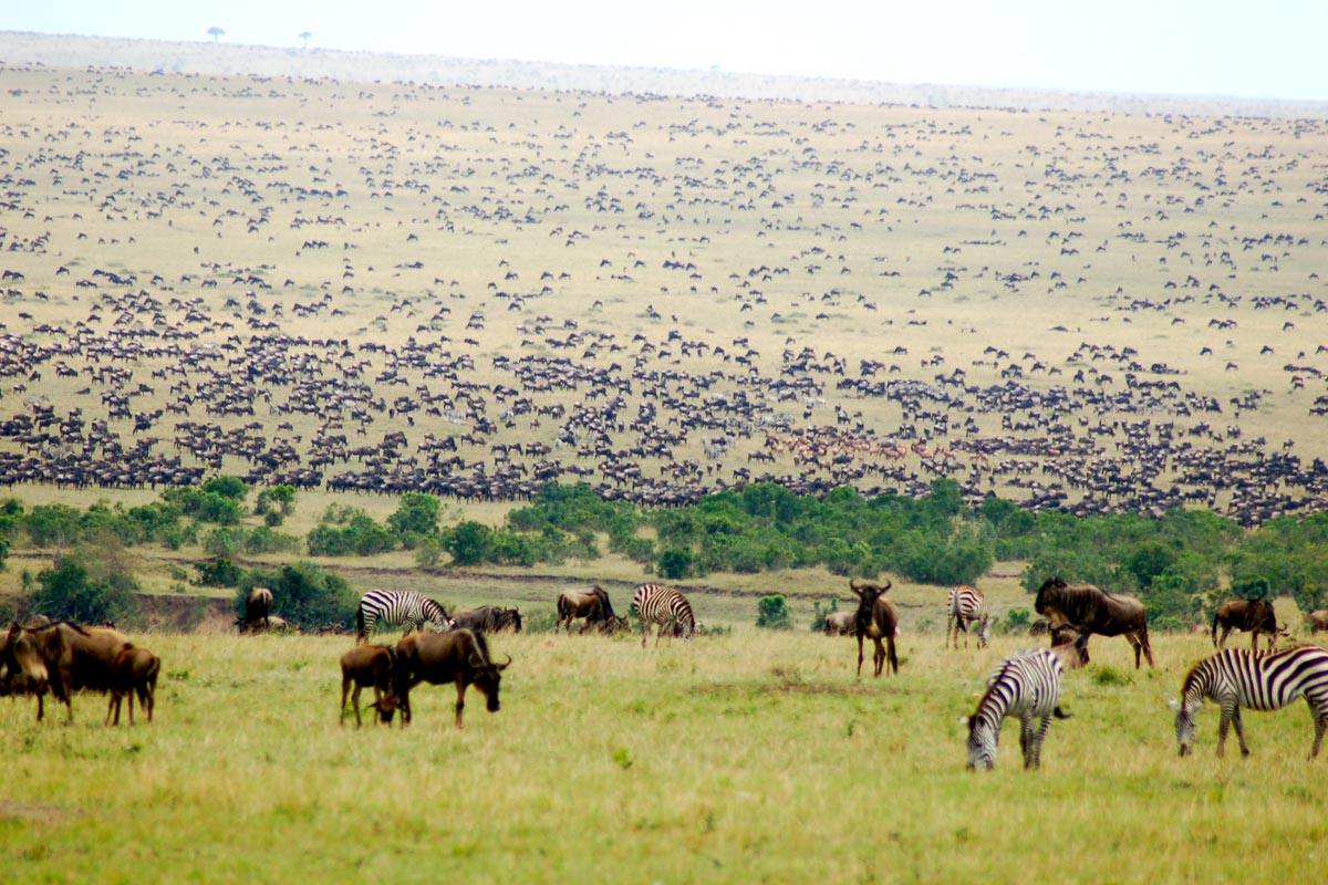Offbeat Mara Camp en Masai Mara