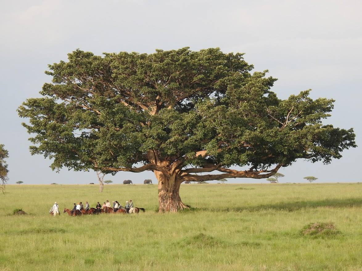 Safari a caballo en Masai Mara