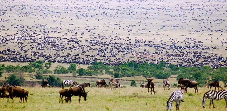 Safari a caballo en Masai Mara