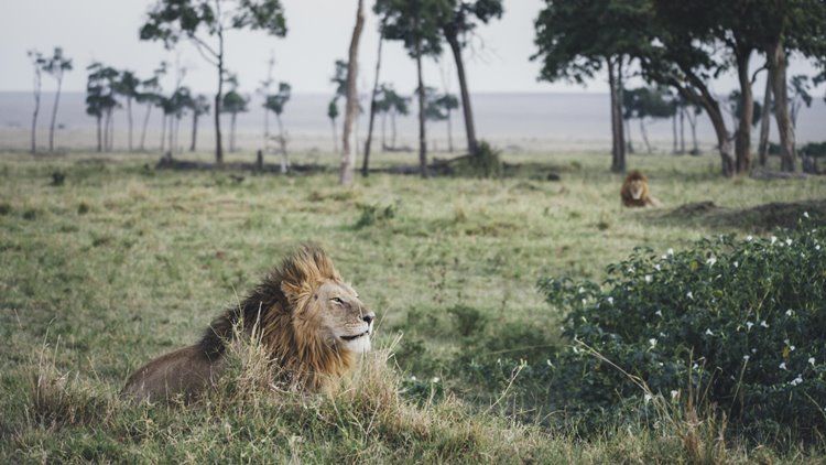Tangulia Mara en Masai Mara