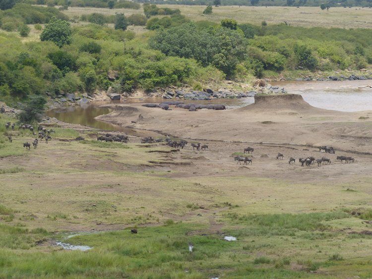 Tangulia Mara en Masai Mara