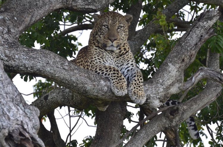Tangulia Mara en Masai Mara