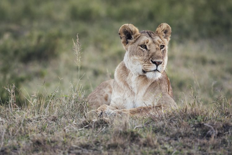 Tangulia Mara en Masai Mara