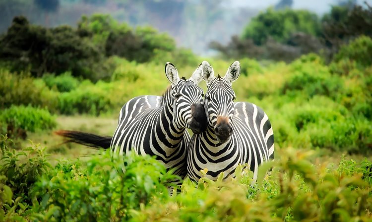 Tangulia Mara en Masai Mara