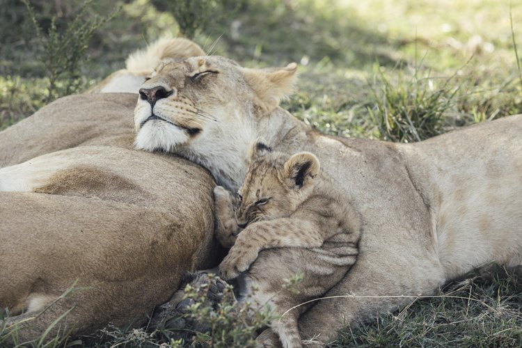 Tangulia Mara en Masai Mara