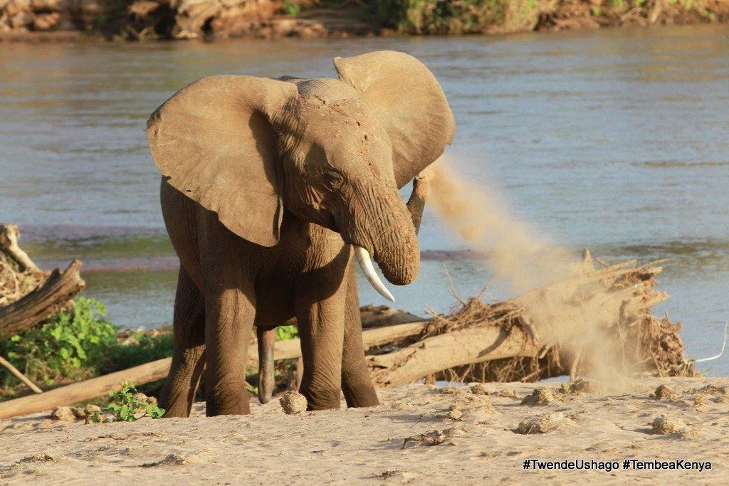 Namunyak Wildlife Conservancy | LAT.40