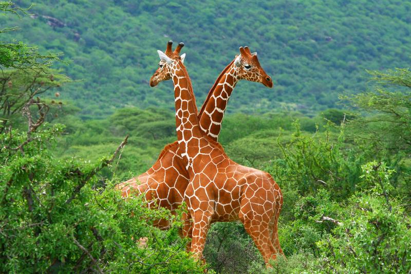 Namunyak Wildlife Conservancy | LAT.40