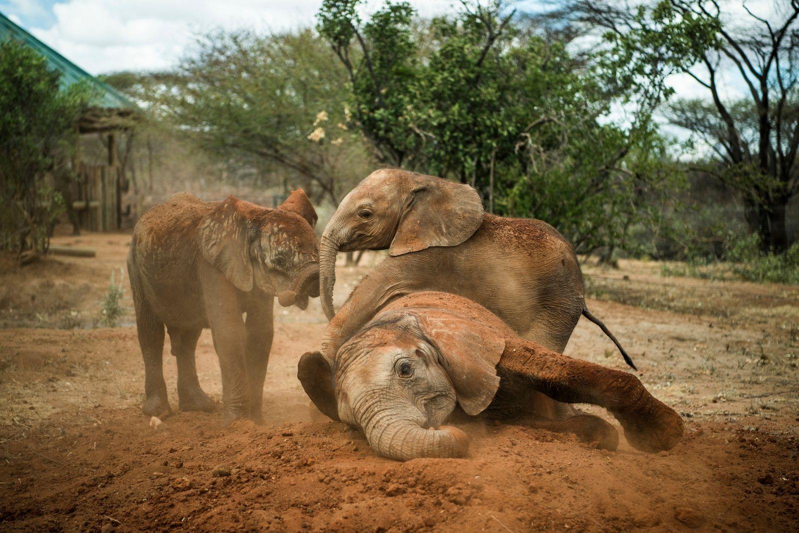 Namunyak Wildlife Conservancy | LAT.40