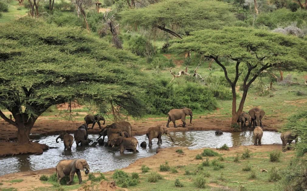 Namunyak Wildlife Conservancy | LAT.40
