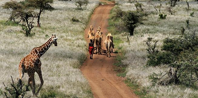 Namunyak Wildlife Conservancy | LAT.40