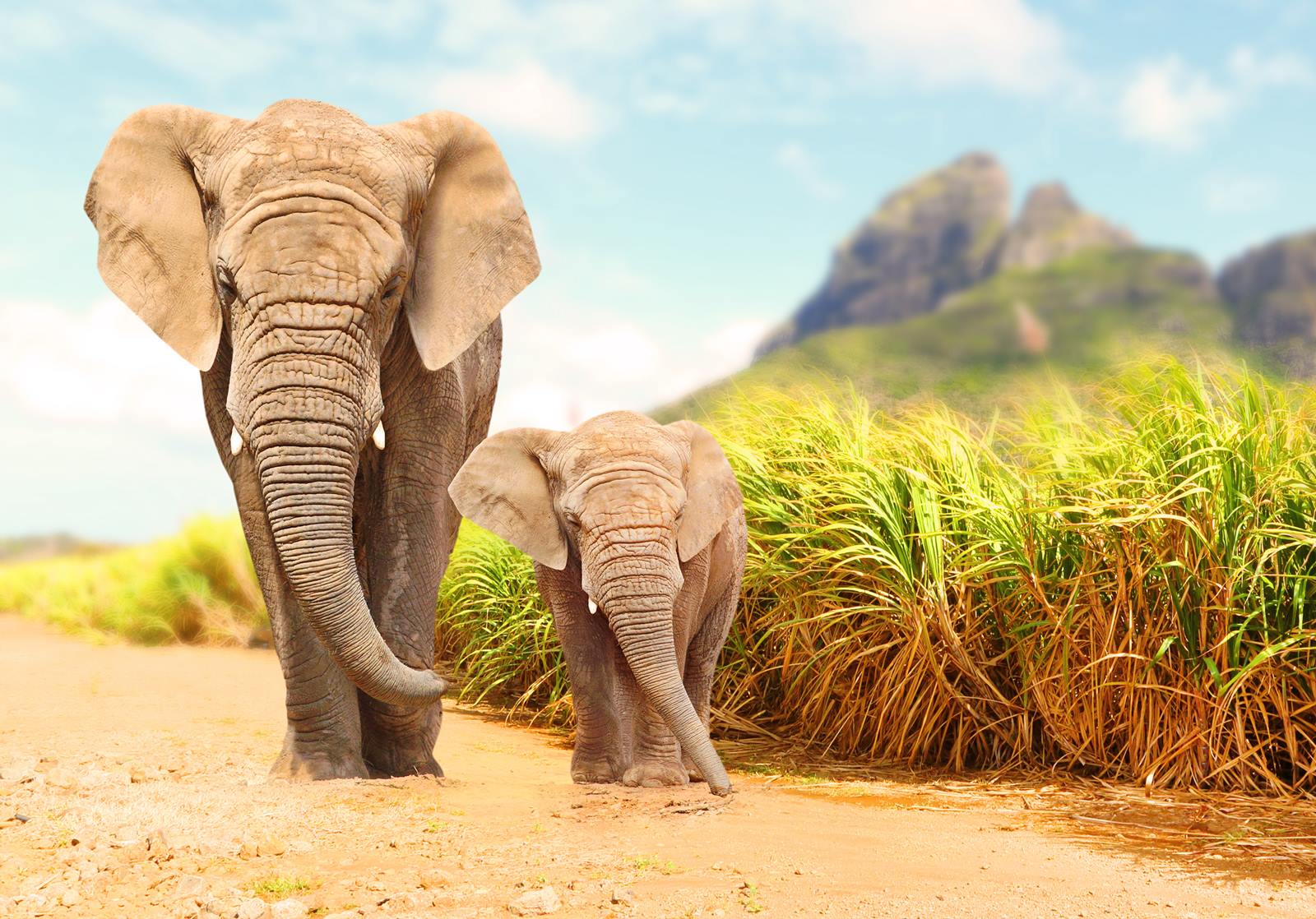 Namunyak Wildlife Conservancy | LAT.40