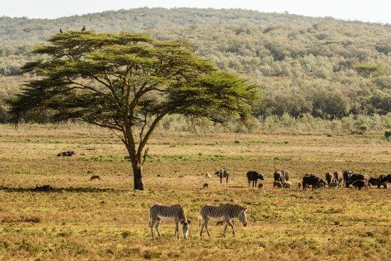 Namunyak Wildlife Conservancy | LAT.40