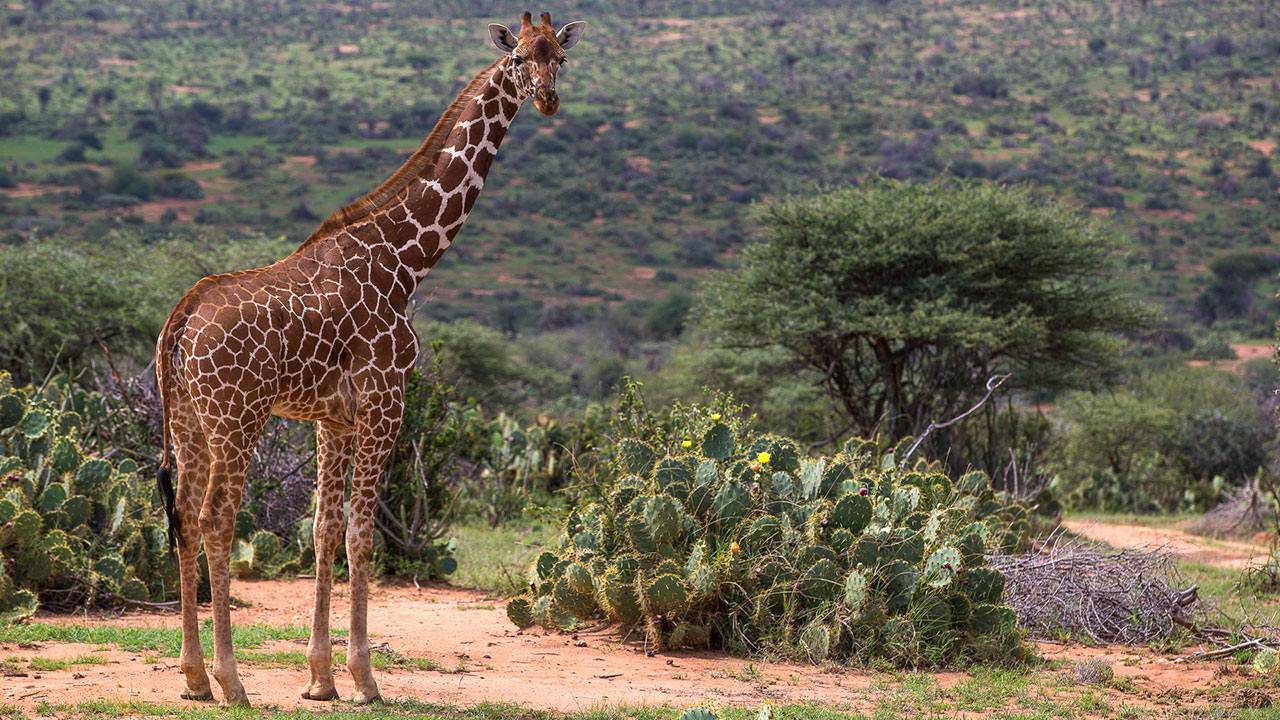Namunyak Wildlife Conservancy | LAT.40