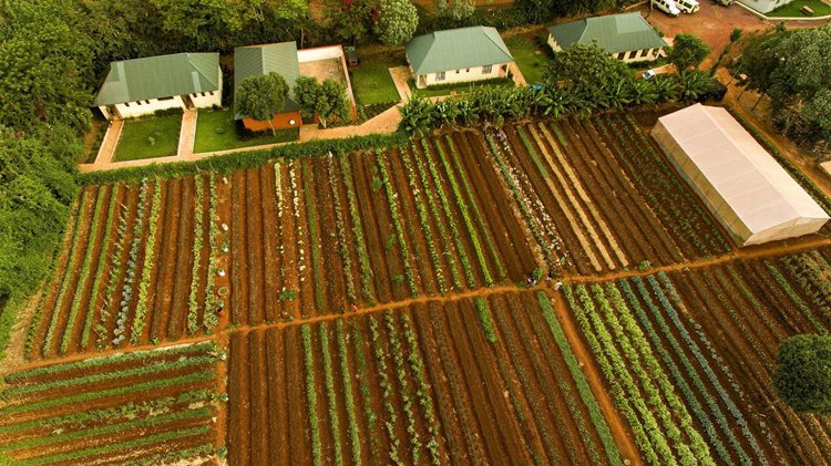 Acacia Farm Lodge en Ngorongoro
