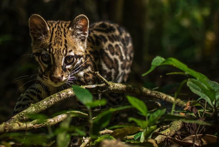 Oxygen Jungle Villas & Spa en Costa Rica