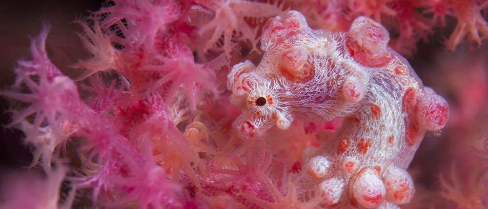 Wakatobi en Raja Ampat
