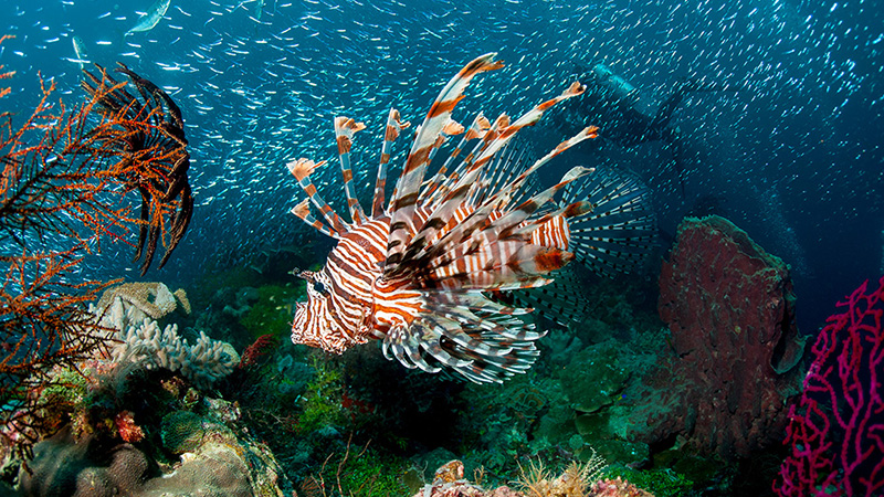 Wakatobi en Raja Ampat