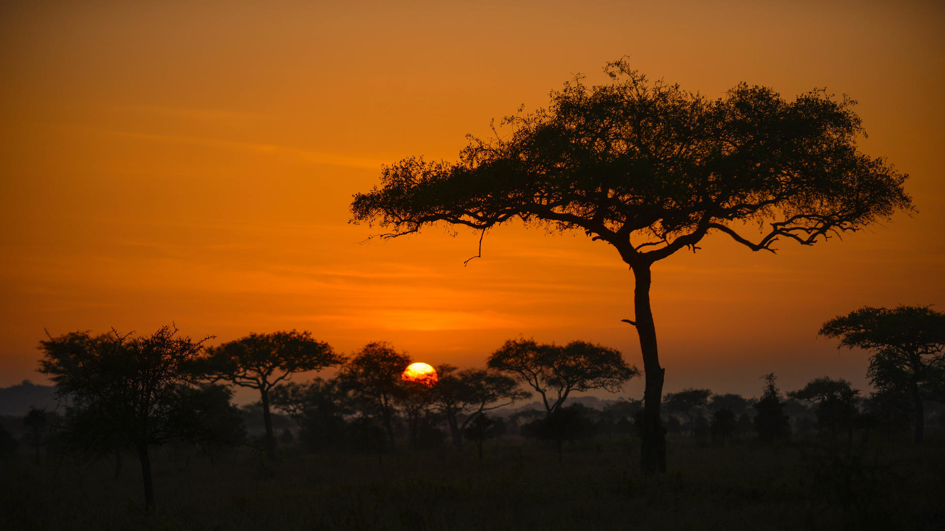 Asanja Moru en Serengeti