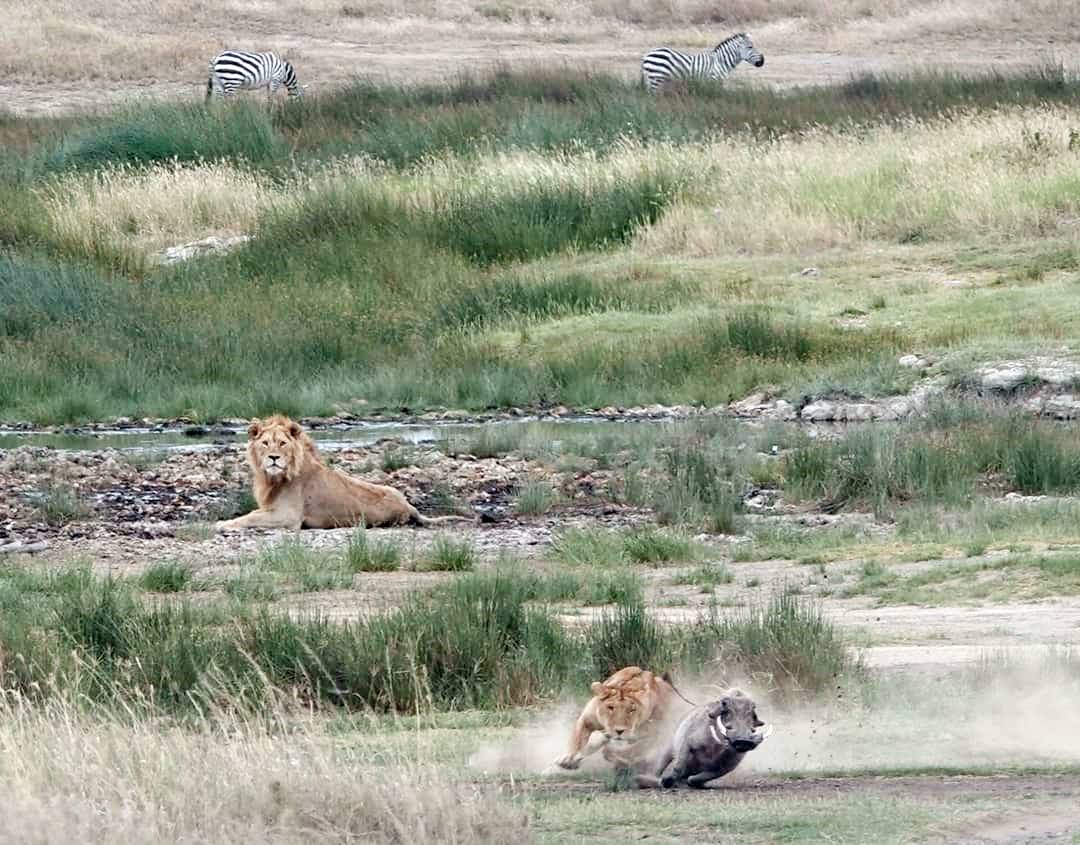 Asanja Moru en Serengeti