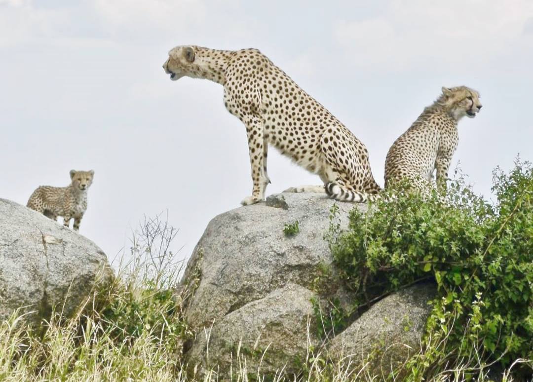 Asanja Moru en Serengeti