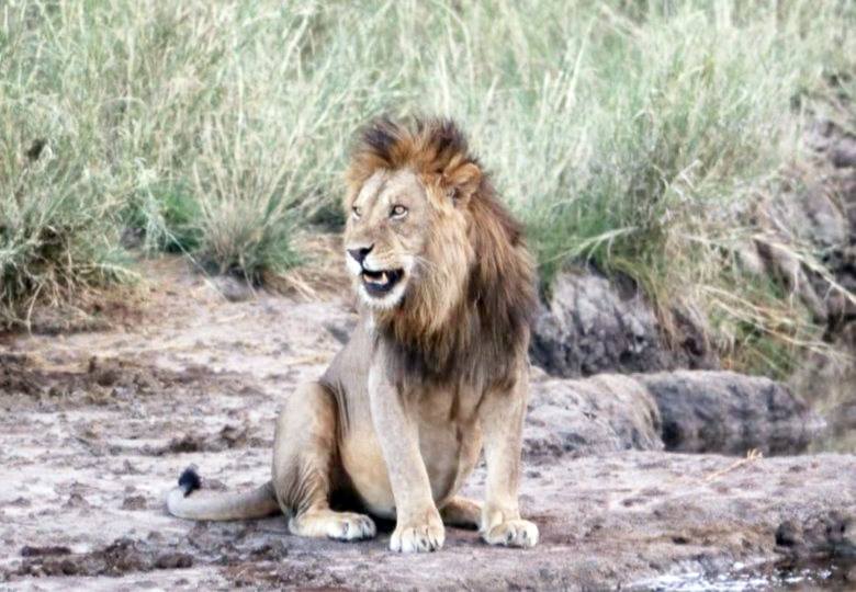 Asanja Moru en Serengeti