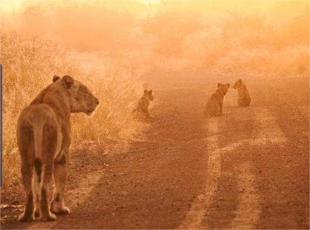 Asanja Moru en Serengeti