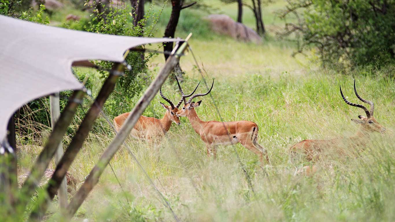 Serengeti Pioneer Camp  en Serengeti