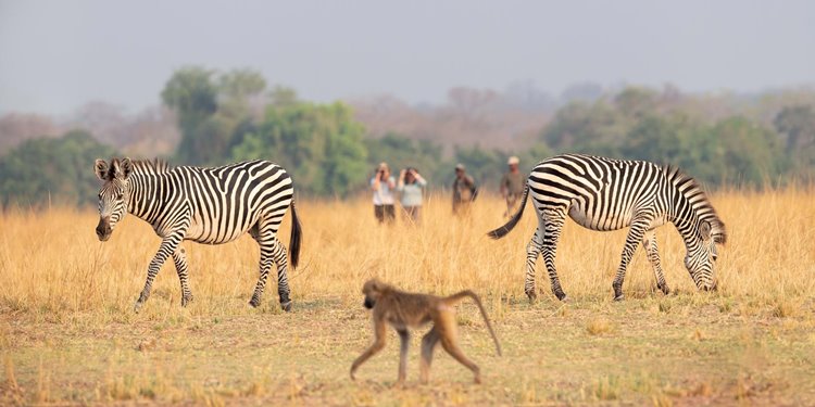 Puku Ridge en Luangwa Valley