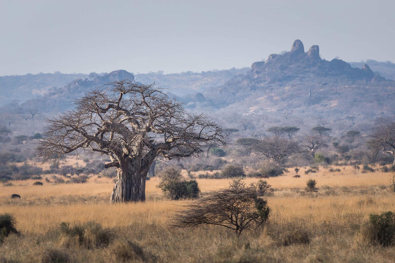 Asanja Ruaha Ndembo Camp en Ruaha