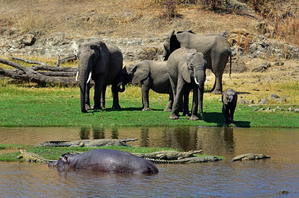 Asanja Ruaha Ndembo Camp en Ruaha