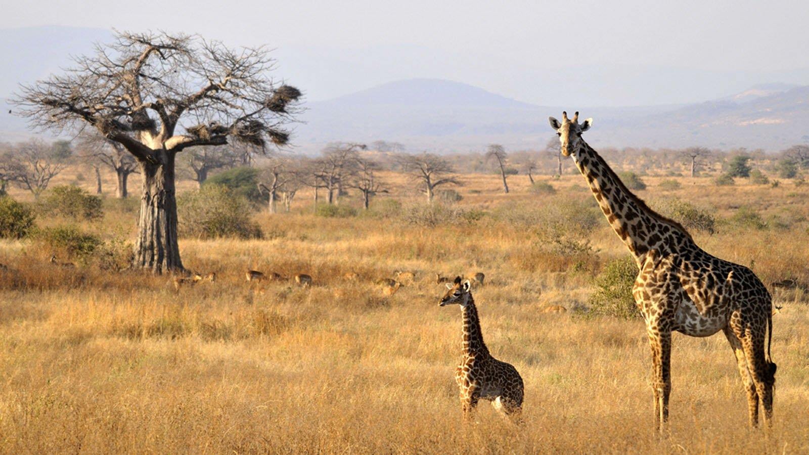 Asanja Ruaha Ndembo Camp en Ruaha