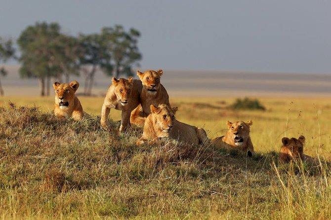 Asanja Ruaha Ndembo Camp en Ruaha