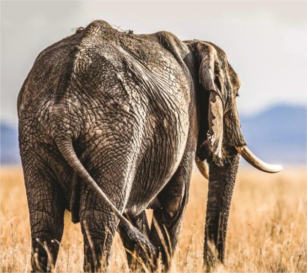 Asanja Ruaha Ndembo Camp en Ruaha