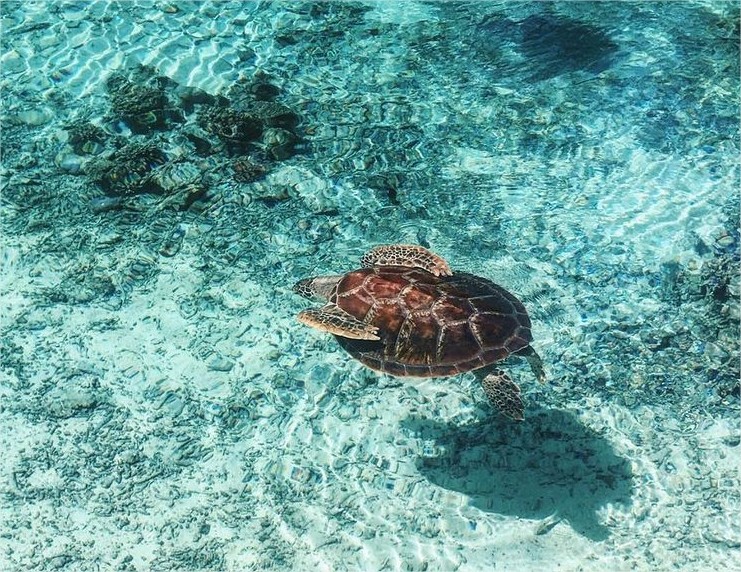 The Brando Resort en Tetiaroa