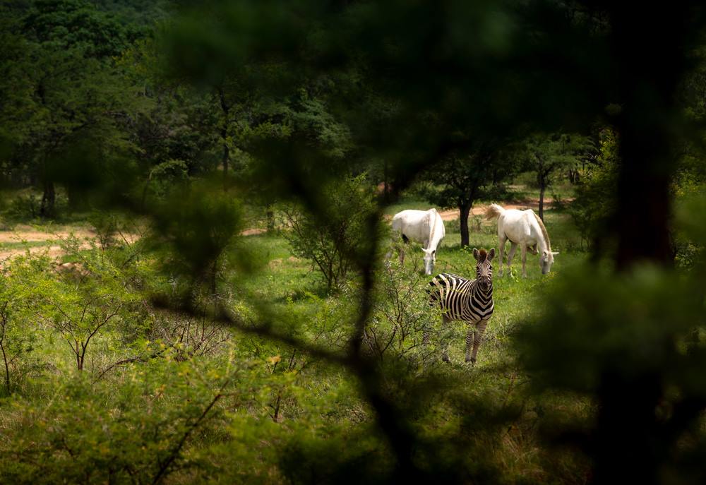 Ant Hill en The Waterberg