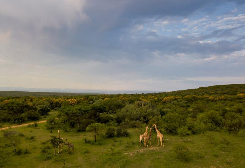 Ant Hill en The Waterberg