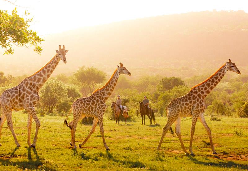 Ant Hill en The Waterberg