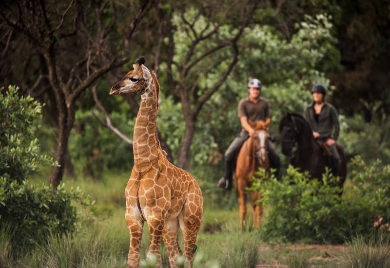 Ant Hill en The Waterberg
