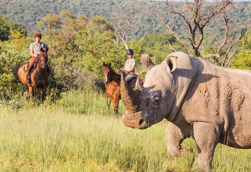 Ant Hill en The Waterberg
