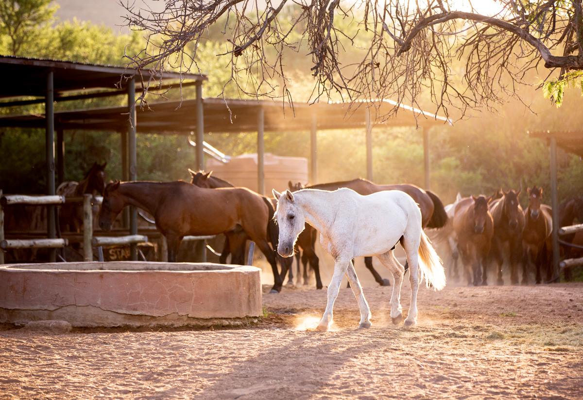 Ant Hill en The Waterberg