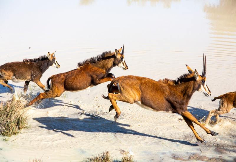 Ant Hill en The Waterberg